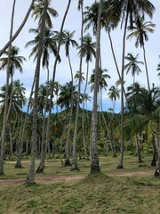 Dream beach with palm tree over the sand. Tropical Paradise, Venezuela, Parian Peninsula, Caribbean Sea 