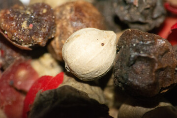 close up of a pepper
