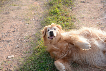 Golden retriever idoso rolando na grama