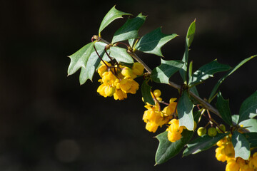 yellow leaves on a branch