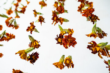 Hanging dried marigold flowers. Decoration and natural beauty concept.