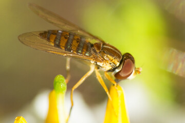 close up of a fly