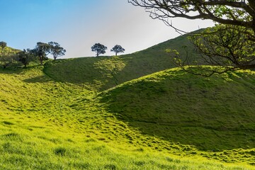 Fototapeta premium Trees and hills on Mangere Mountain, Auckland, Auckland, New Zealand.
