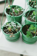 Strawberry Plants for sale in a farmers market in Auckland, New Zealand.