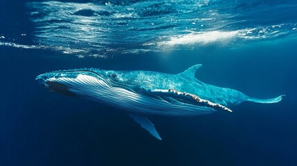 Fototapeta premium Majestic humpback whale breaches the surface, showcasing its immense size in a tranquil ocean setting.