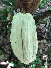 Venezuela porcelana ancestral Criollo cocoa bean in Paria Peninsula, Venezuelan cocoa has been recognized in many countries, as the best cocoa origin in the world