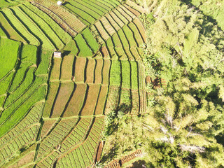 Cikancung Rice Terraces. Abstract and geometric aerial drone view of Agriculture fields. Drone Photography. High angle view. Agriculture Industry. Agricultural Photography Concept