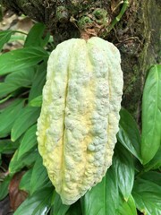 Venezuela porcelana ancestral Criollo cocoa bean in Paria Peninsula, with unique notes sweetness of malt, nuts and pekans, chocolate