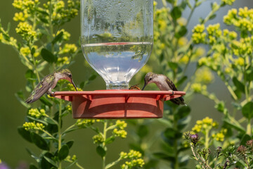 Ruby-throated Hummingbirds at Feeder Early Autumn