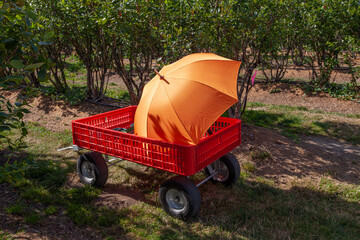 Fototapeta premium little red orange wagon with orange umbrella on it for harvest in a upcik farm. great harvesting farm transportation idea for all ages of visitors and toursts