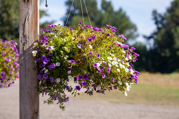 Beautiful pink violet soft flowers with blurred background. High quality close up picture for download.  