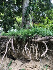 Cross-section of soil showing a tree with exposed roots
