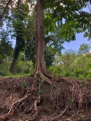 Cross-section of soil showing a tree with exposed roots