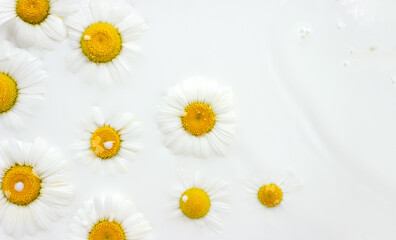 Obraz premium Floating flowers of chamomile in milk bath. Floral background. Beauty product concept. Selective focus, copy space