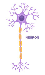 Illustration of neuron anatomy. Vector infographic (nerve cell axon and myelin sheath)	
