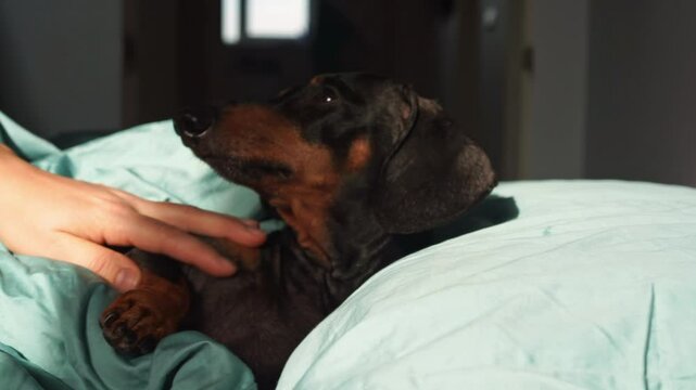 An elderly dog sleeps on cozy bed, basks in sun on pillow, anxious owner wakes up dachshund, shakes his hand out of anxiety, overprotective person worries about his health Hospital pet veterinary care