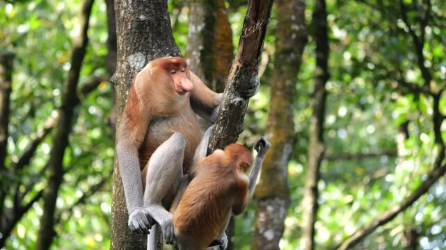 Pair Proboscis Monkeys mating sex	
