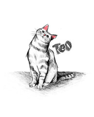 Teo cat illustration