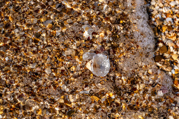A small white shell on the sand by the sea.