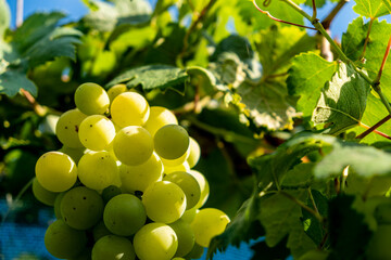 A bunch of green grapes illuminated by the sun.
