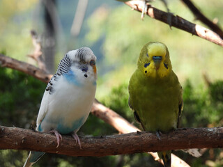 white and green parakeets