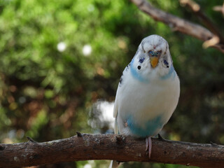 white and blue parakeet
