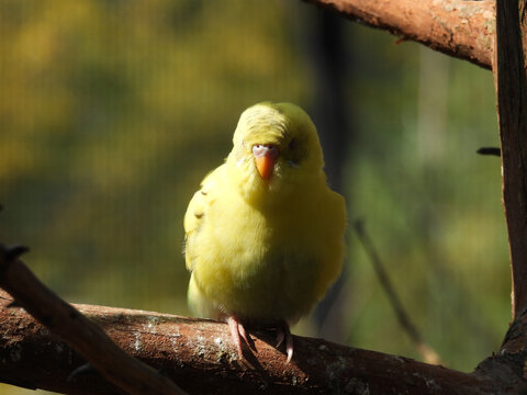 sleeping parakeet