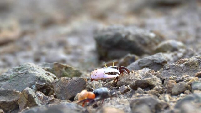 4K, Close-up red fiddler crab in mangrove forest