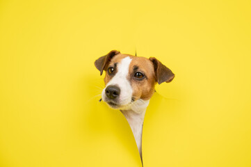 Cute Jack Russell Terrier dog tearing up yellow cardboard background. 