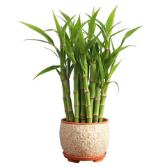 Obraz premium Bamboo tree in a pot. Good luck tree