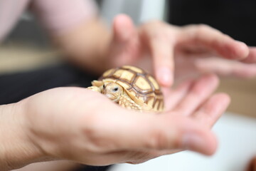 The Sulcata tortoise