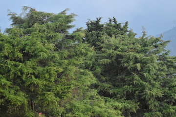 Beautiful and romantic pine and fir forest wallpaper in the mountains. beautiful nature