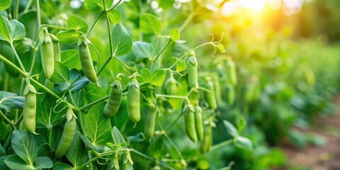 Naklejka premium Fresh green pea bushes in a thriving garden , peas, green, fresh, bushes, plants, organic, growing, agriculture, harvest, farm