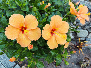 Hibiscus bushes with orange flowers close up with blurred background.