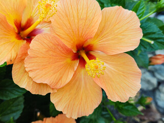 Hibiscus bushes with orange flowers close up with blurred background.