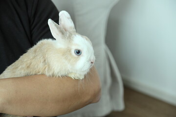 Naklejka premium Cute Young Rabbit
