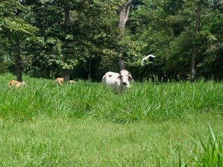 Obraz premium Cows in a field in Panama