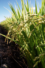 Fototapeta premium 고개 숙이는 벼 이삭