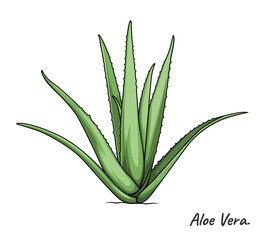 Aloe vera plant illustration