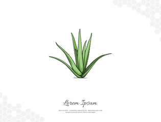 Aloe vera vector art for wall decoration