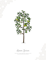 Obraz premium Pear Tree vector art for wall decoration
