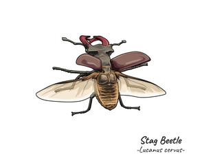 Stag Beetle illustration