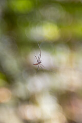Close up of a Yellow Sac Spider forming a web in the Adelaide Botanic Gardens, South Australia
