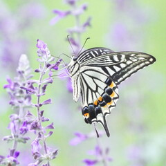 花の蜜を吸うナミアゲハ