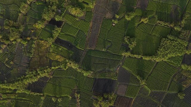 Planta&ccedil;&atilde;o Vista de Cima