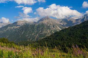 Fototapeta premium Scenic alpine meadow with vibrant wildflowers, rugged mountains under blue sky with fluffy clouds. Tonale Pass, Italy. Summer landscape. Dolomite Alps. Mountain landscape panorama, greenery scene