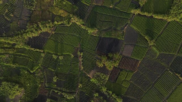 Campos Verdes de Planta&ccedil;&otilde;es