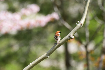 太い枝に止まる春のニュウナイスズメ