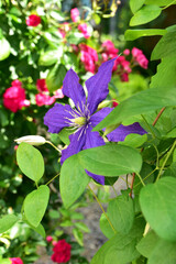 クレマチスとバラが咲く庭