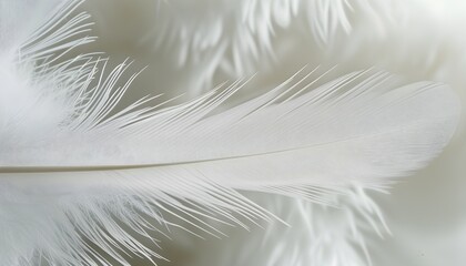 Delicate Feathered Textures in Serene White Hues